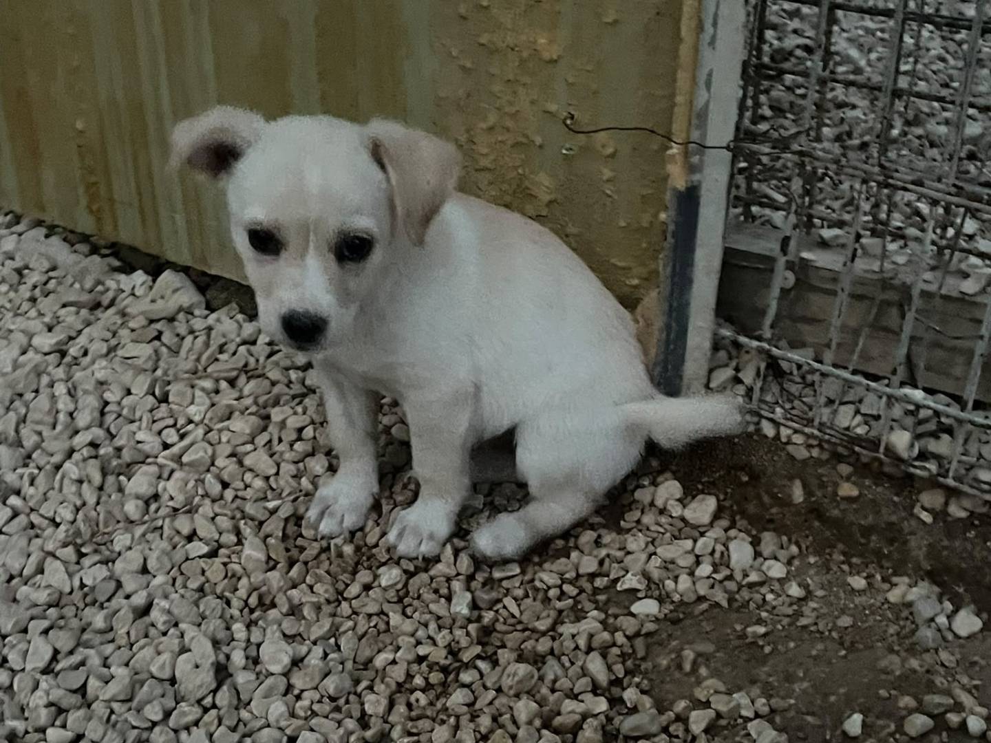 Adotta un cane, femmina, 2 mesi, Frosinone