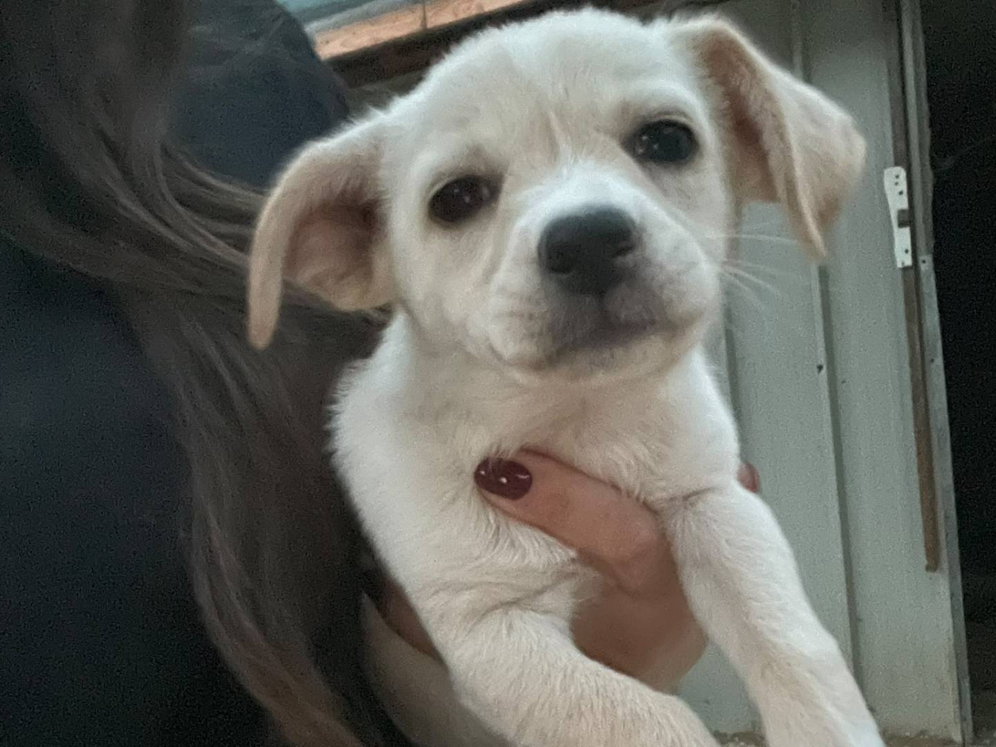Adotta un cane, taglia media contenuta, femmina, Frosinone