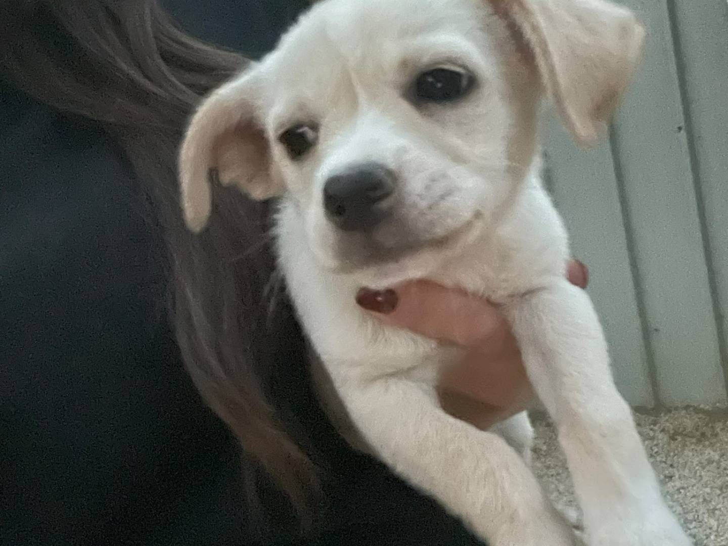 Vuoi adottare un cane a Frosinone?