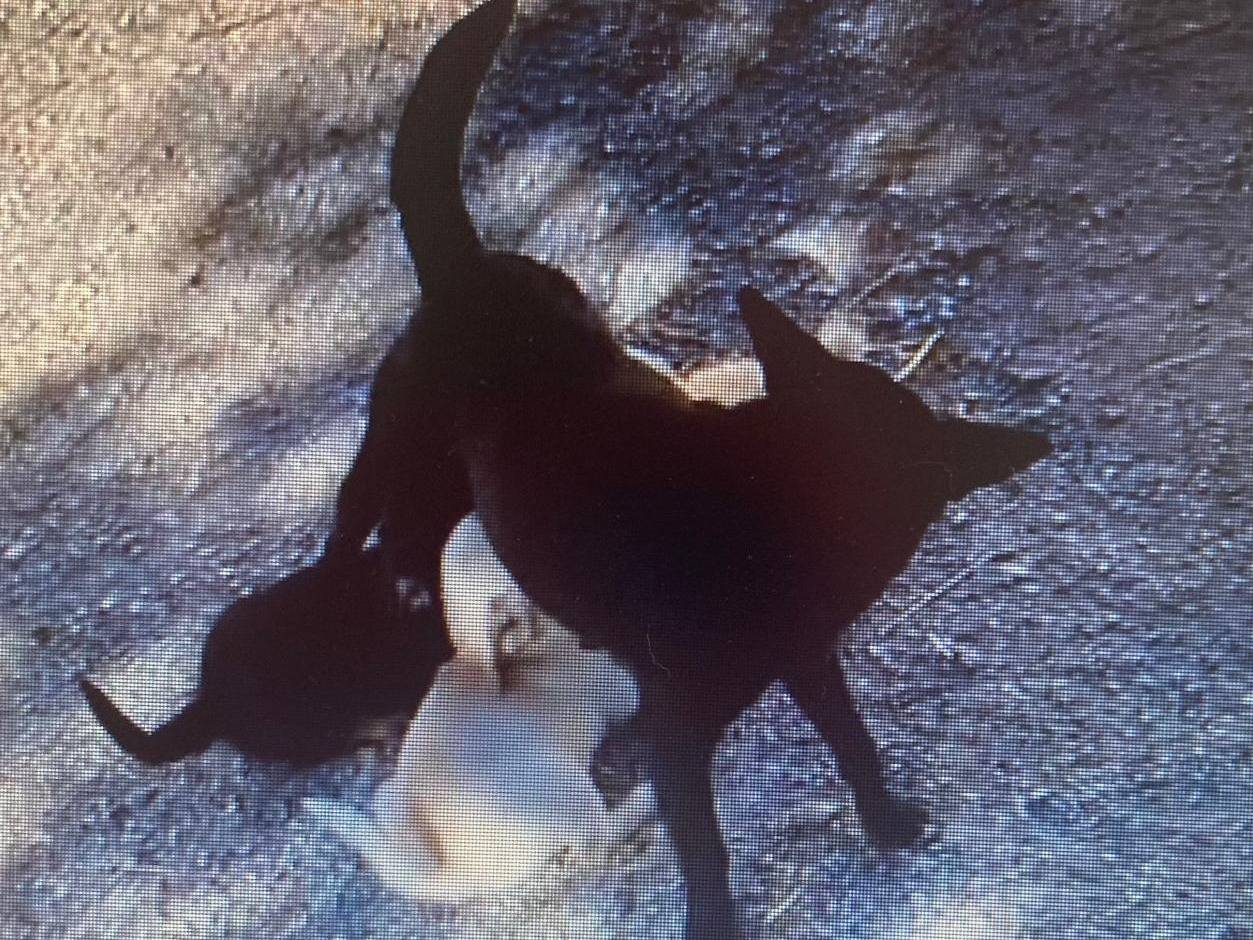 Adotta il cane ZOE a Frosinone