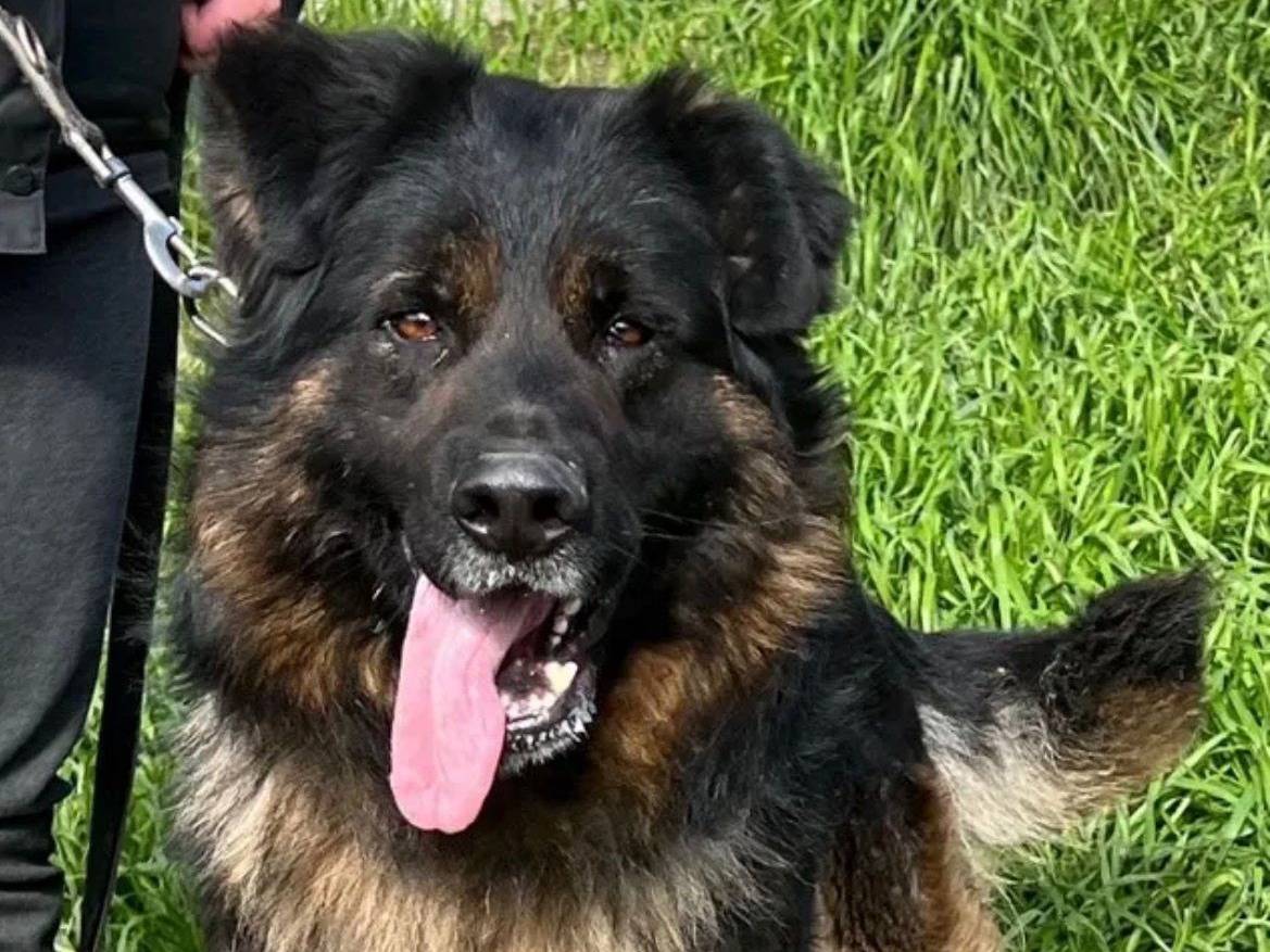 Adozione cane, maschio, Pastore tedesco Razza sconosciuta, 3 anni e 3 mesi, taglia grande, Milano