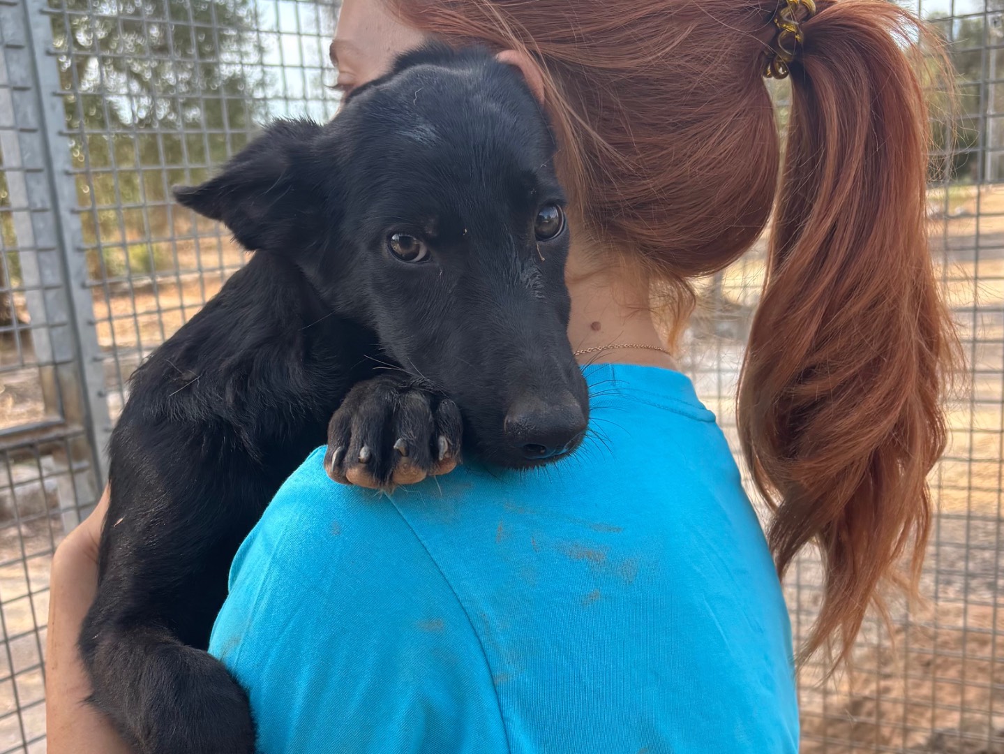 Adozione cane, femmina, Razza sconosciuta Razza sconosciuta, 5 mesi, taglia media, Taranto
