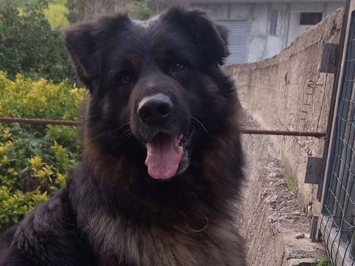 Adotta un cane, maschio, 3 anni e 3 mesi, Milano