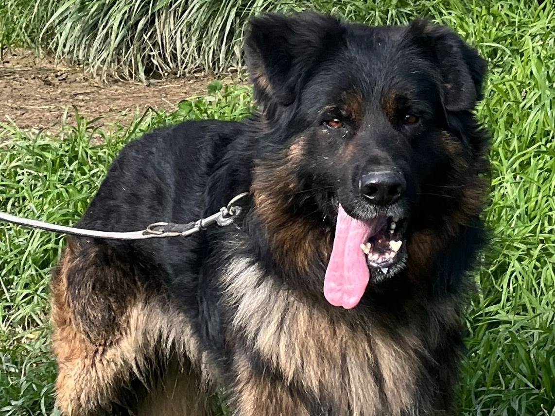 Adotta un cane, taglia grande, maschio, Milano