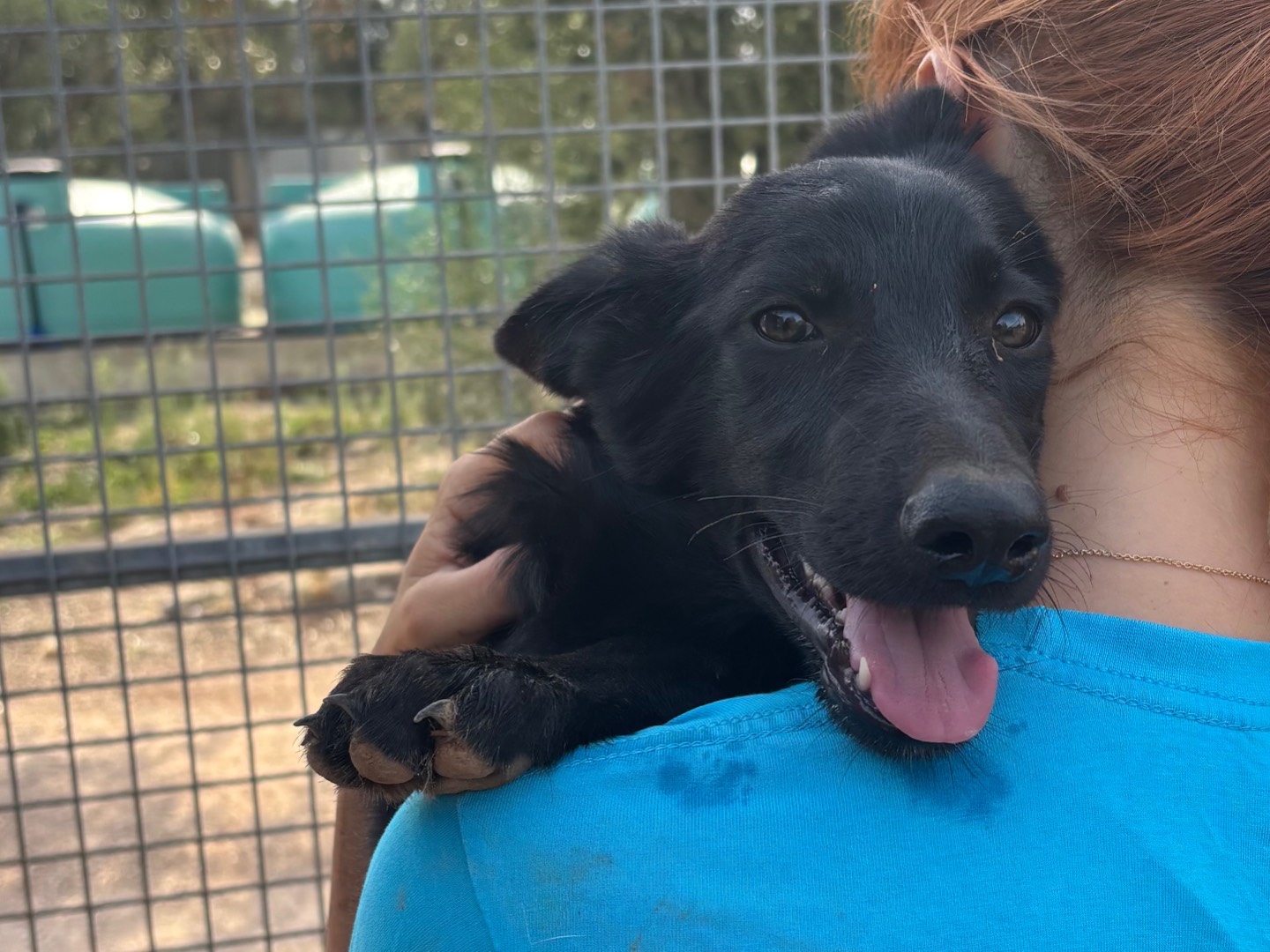 Adotta un cane, femmina, 5 mesi, Taranto