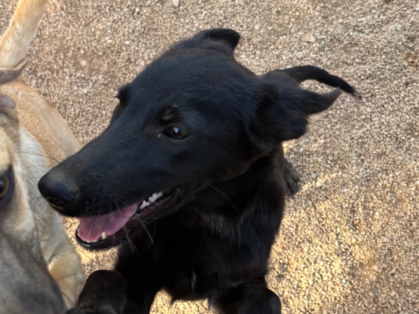 Adotta un cane, taglia media, femmina, Taranto