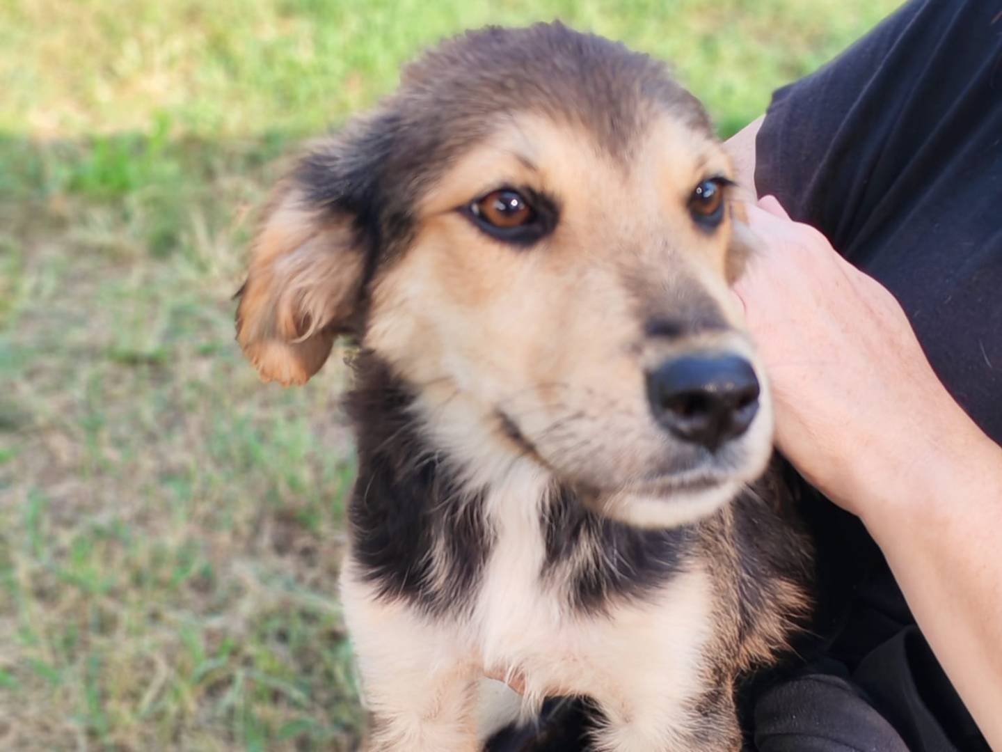 Adotta un cane, femmina, 6 mesi, Milano