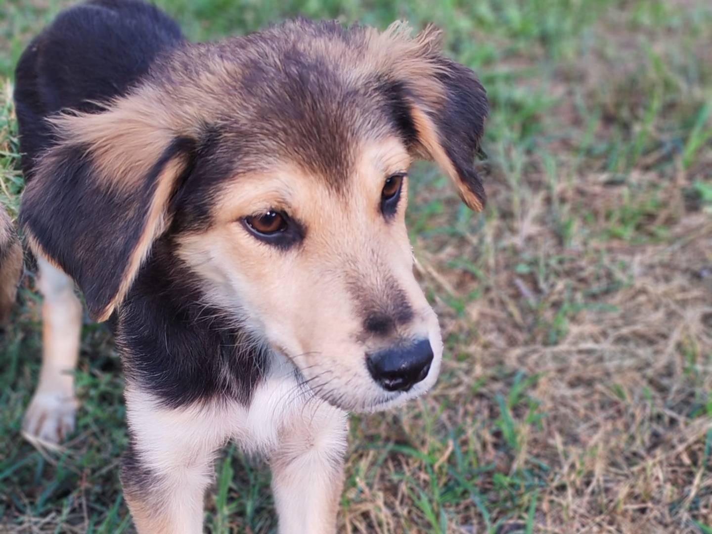 Adotta un cane, taglia piccola, femmina, Milano