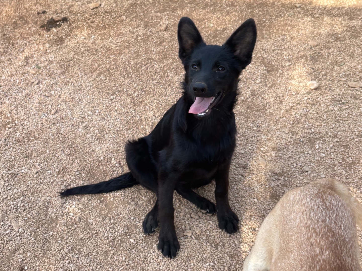 Adotta un cane, femmina, 5 mesi, Taranto
