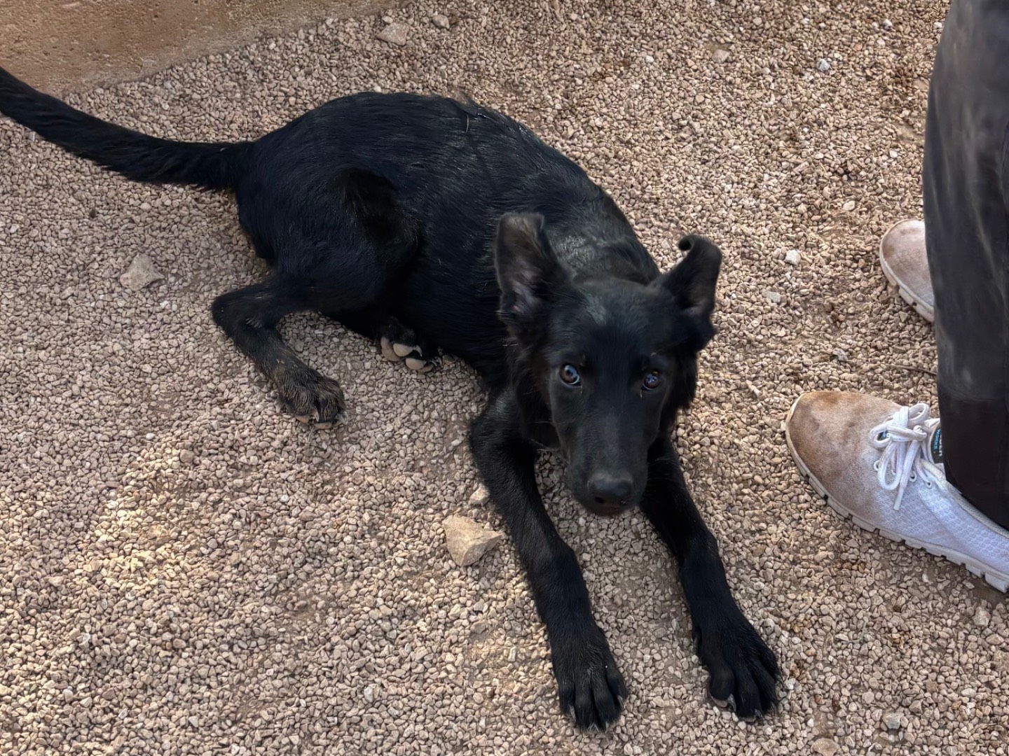 Adotta un cane, taglia media, femmina, Taranto