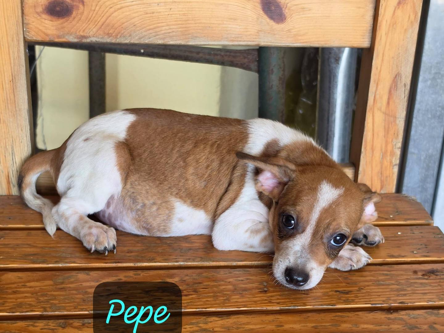 Adozione cane, maschio, Razza sconosciuta Razza sconosciuta, 3 mesi, taglia piccola, Milano