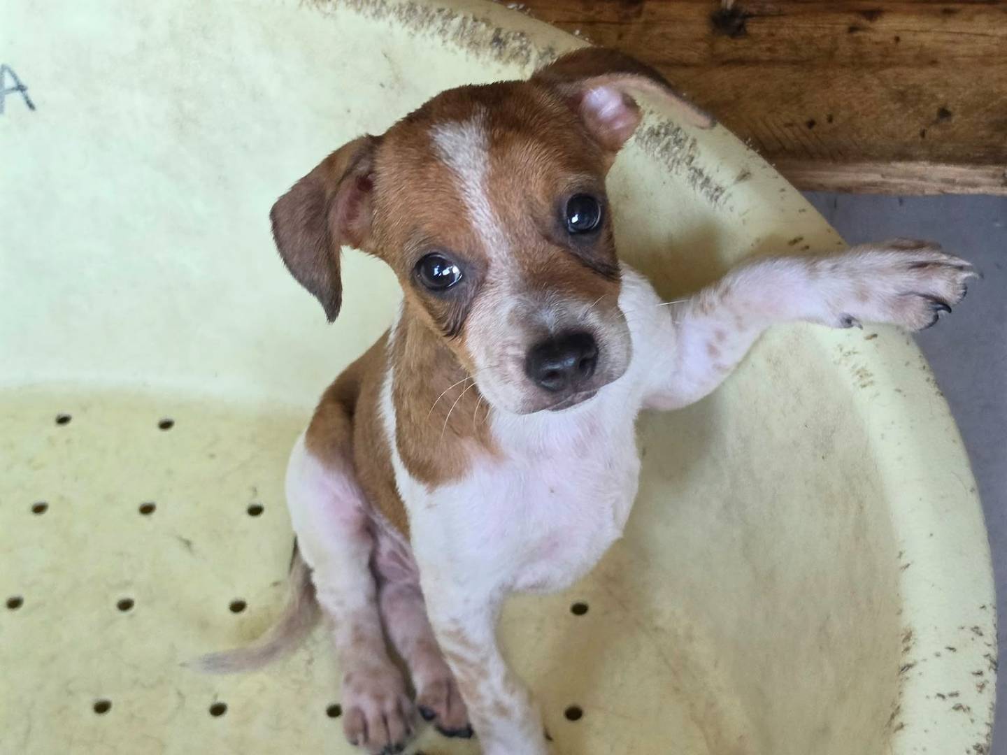Adotta un cane, maschio, 3 mesi, Milano
