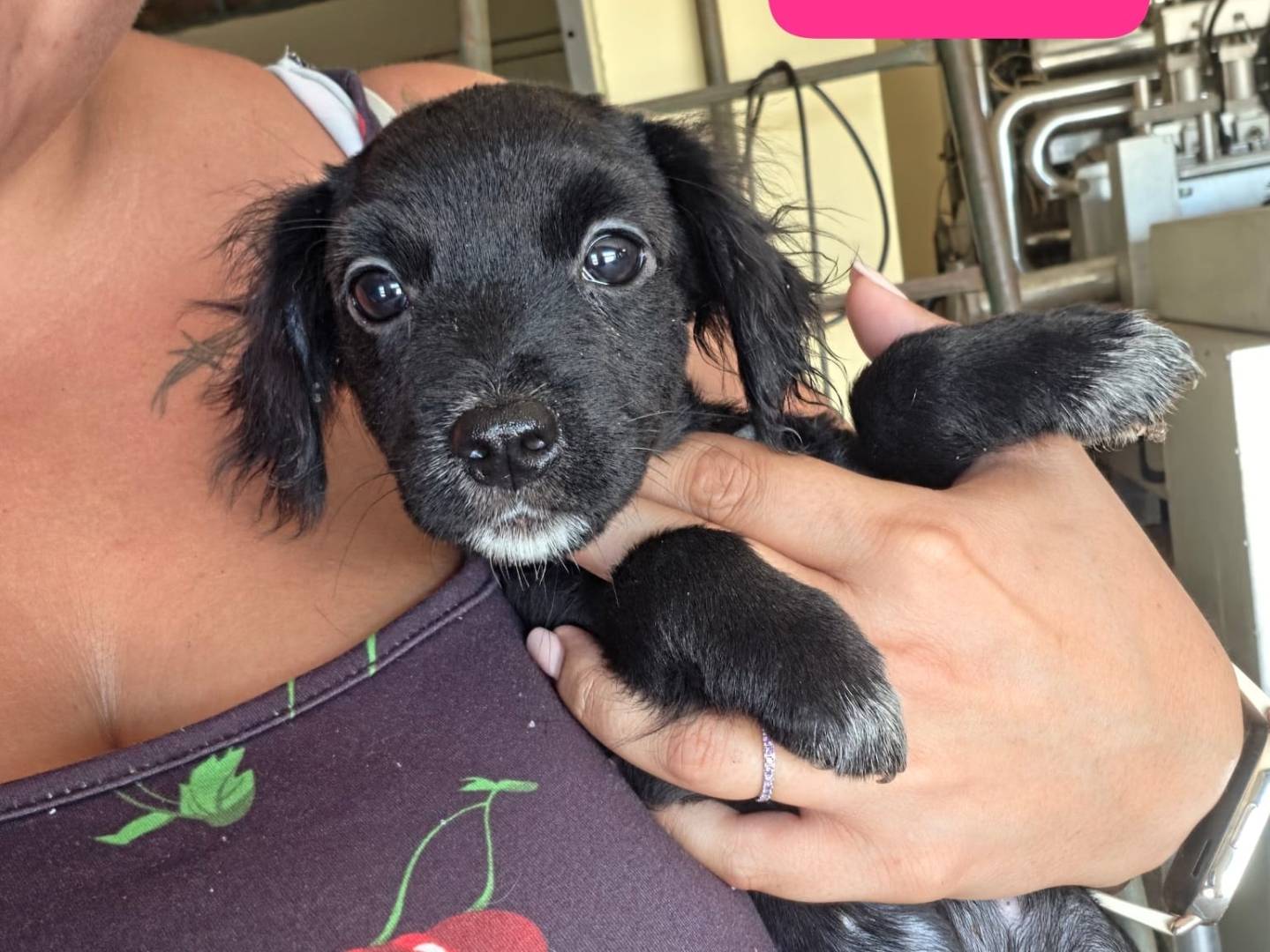 Adozione cane, femmina, Razza sconosciuta Razza sconosciuta, 3 mesi, taglia piccola, Milano