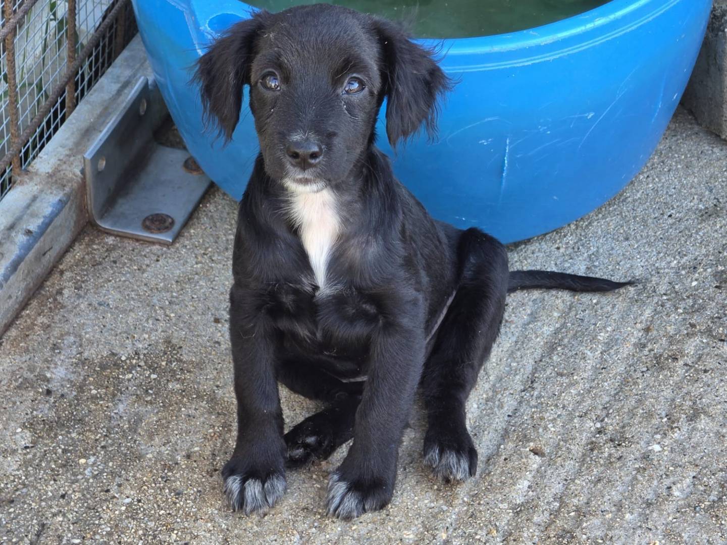 Adotta un cane, femmina, 3 mesi, Milano
