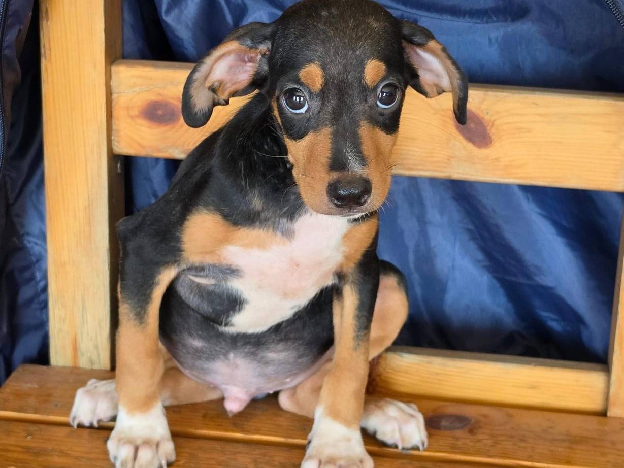 Adozione cane, maschio, Razza sconosciuta Razza sconosciuta, 3 mesi, taglia piccola, Milano