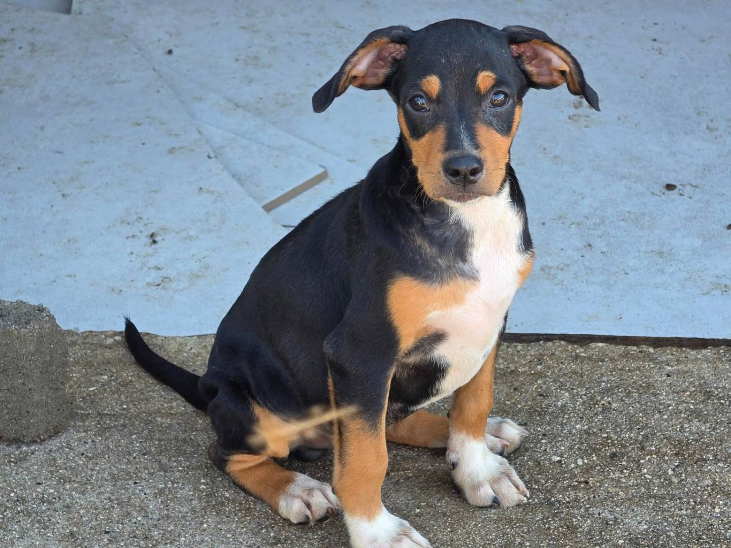 Adotta un cane, maschio, 3 mesi, Milano