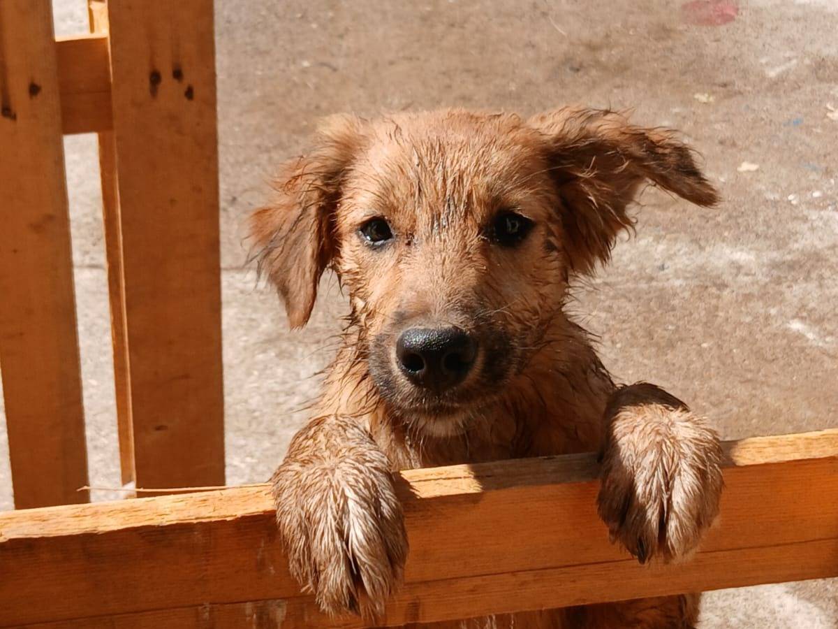 Adozione cane, femmina, Razza sconosciuta Razza sconosciuta, 4 mesi, taglia media, Crotone