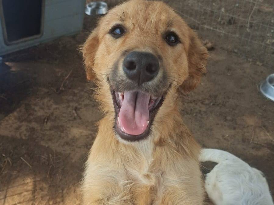 Adotta un cane, femmina, 4 mesi, Crotone