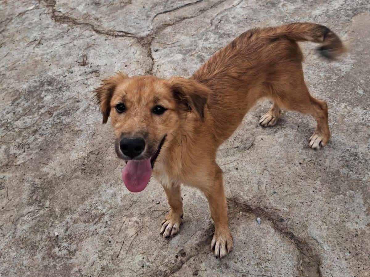 Adotta un cane, taglia media, femmina, Crotone