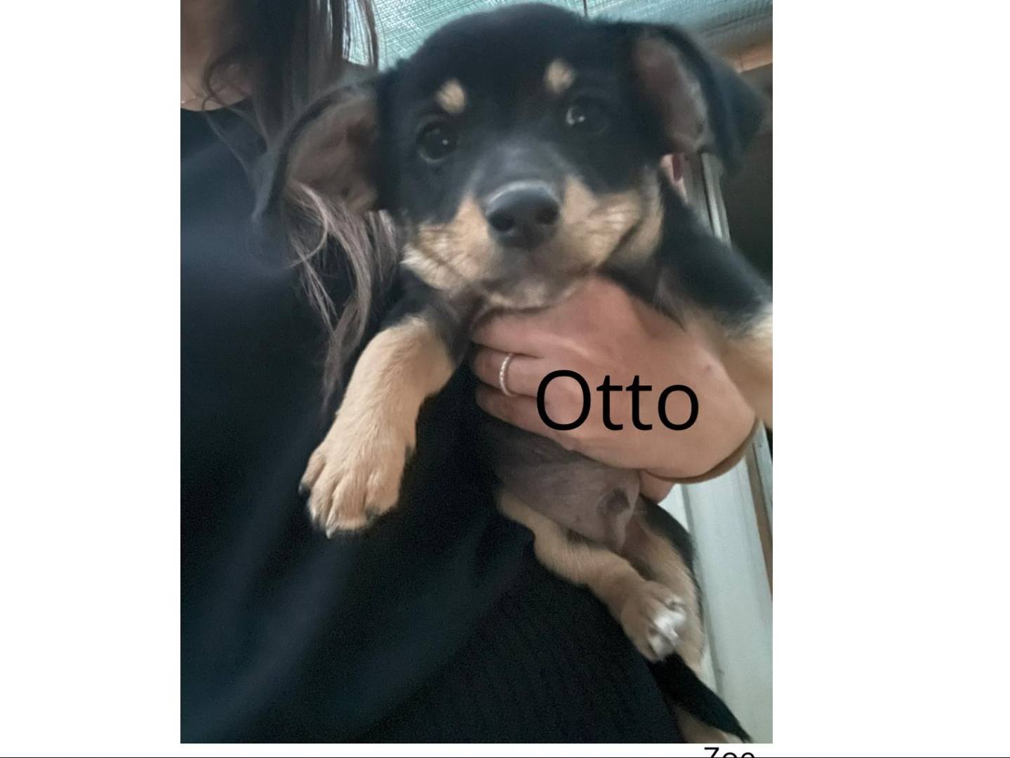Adozione cane, maschio, Razza sconosciuta Razza sconosciuta, 3 mesi, taglia media contenuta, Frosinone