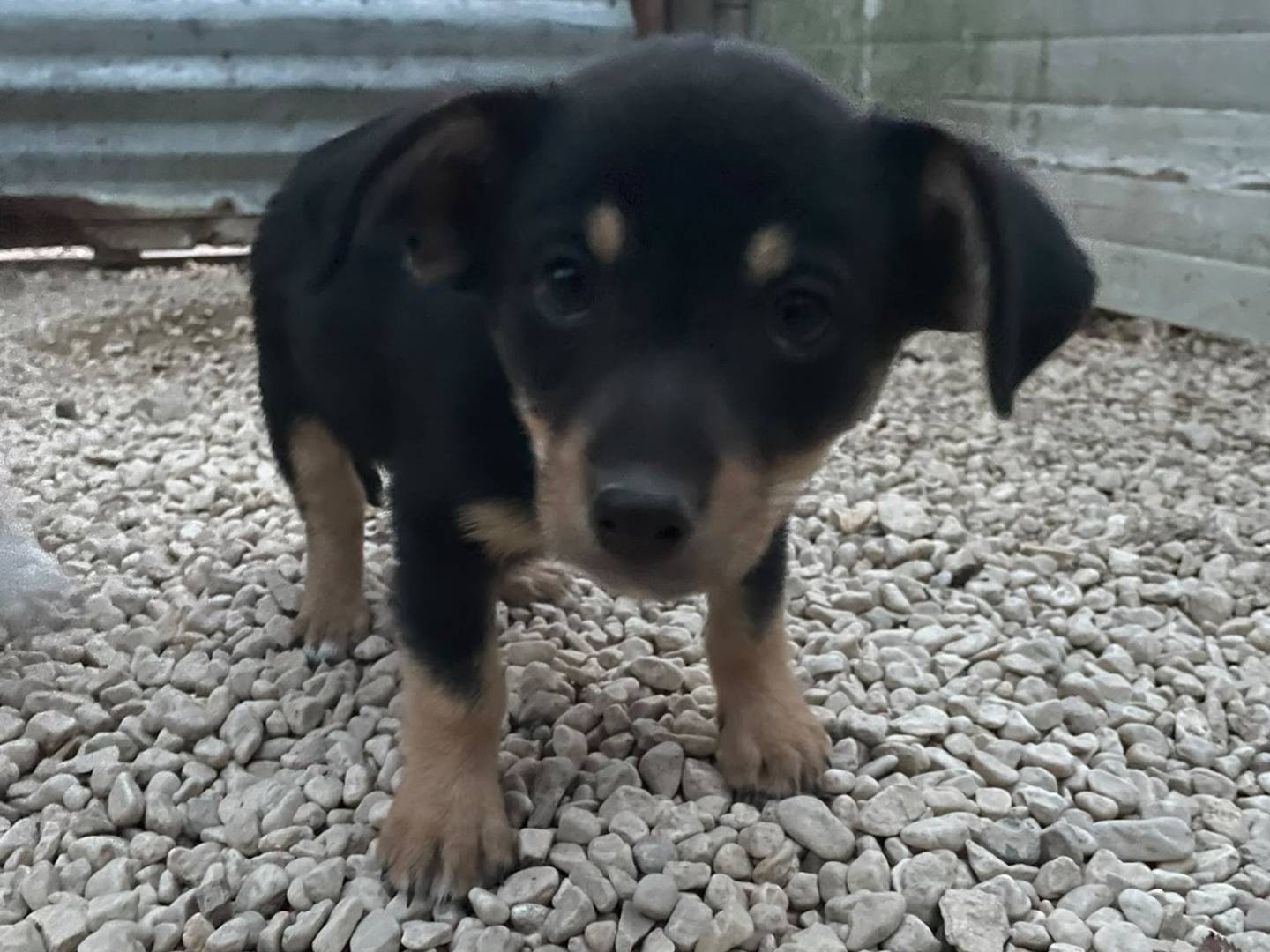Adotta un cane, maschio, 3 mesi, Frosinone