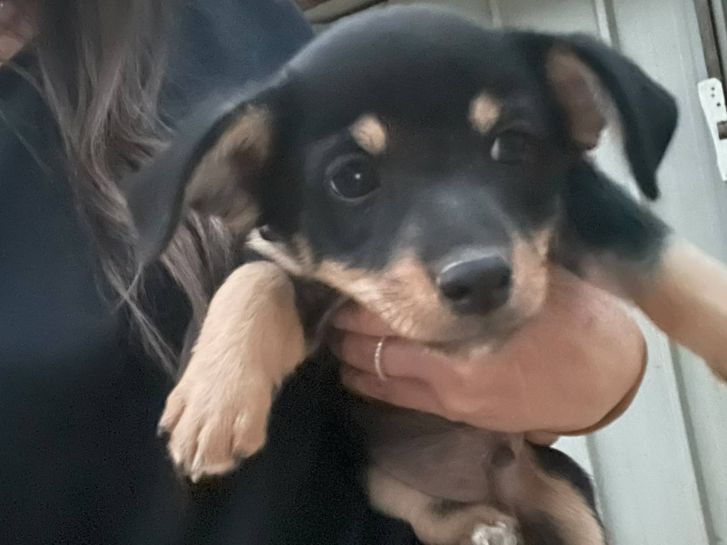 Adotta un cane, taglia media contenuta, maschio, Frosinone