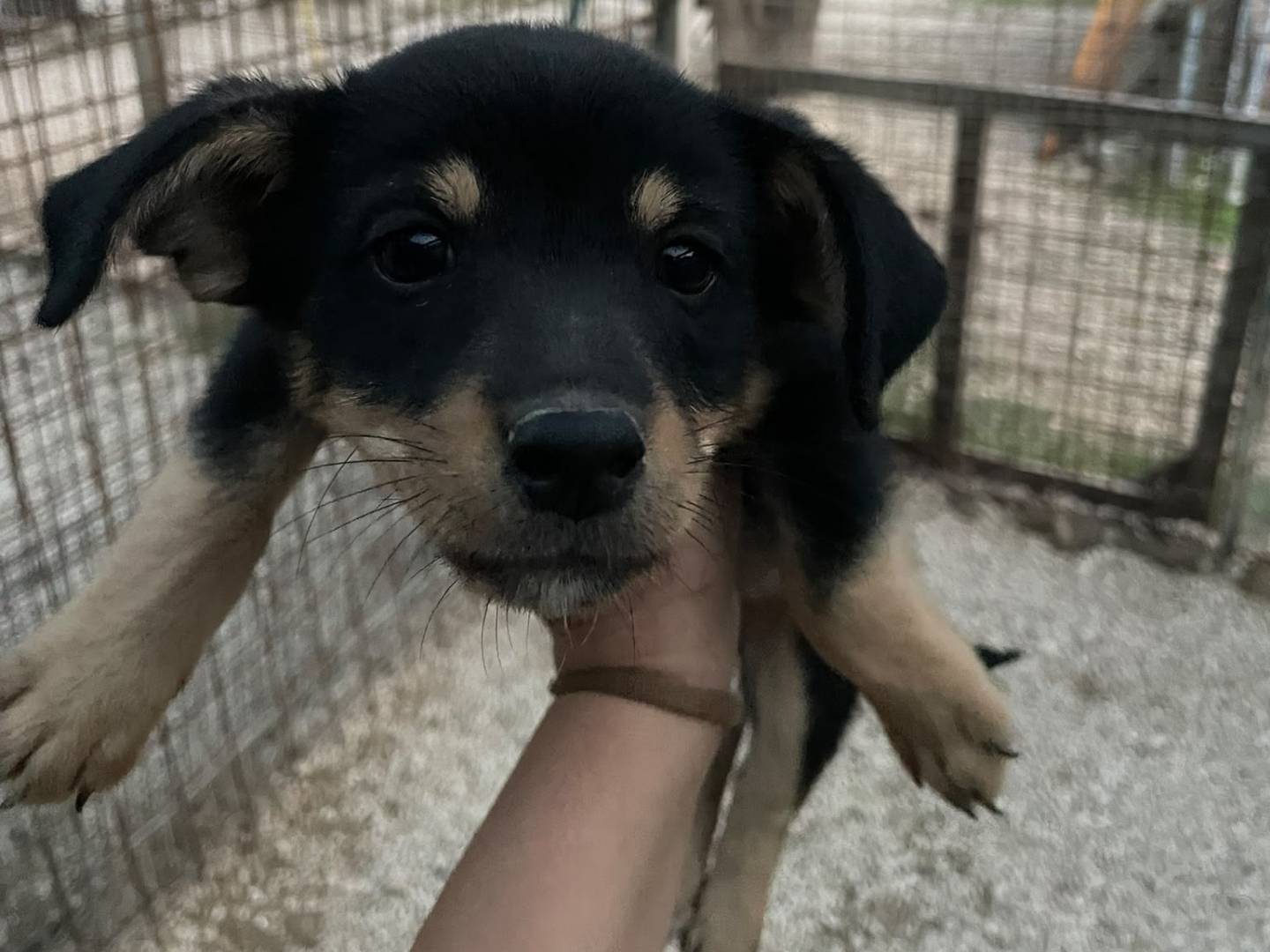 Vuoi adottare un cane a Frosinone?