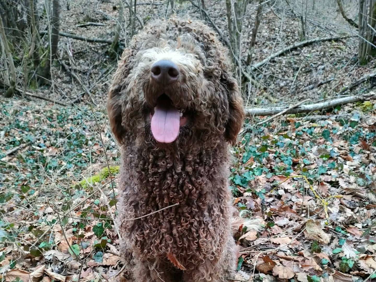 Adozione cane, maschio, Lagotto Razza sconosciuta, 2 anni e 9 mesi, taglia media, Bologna