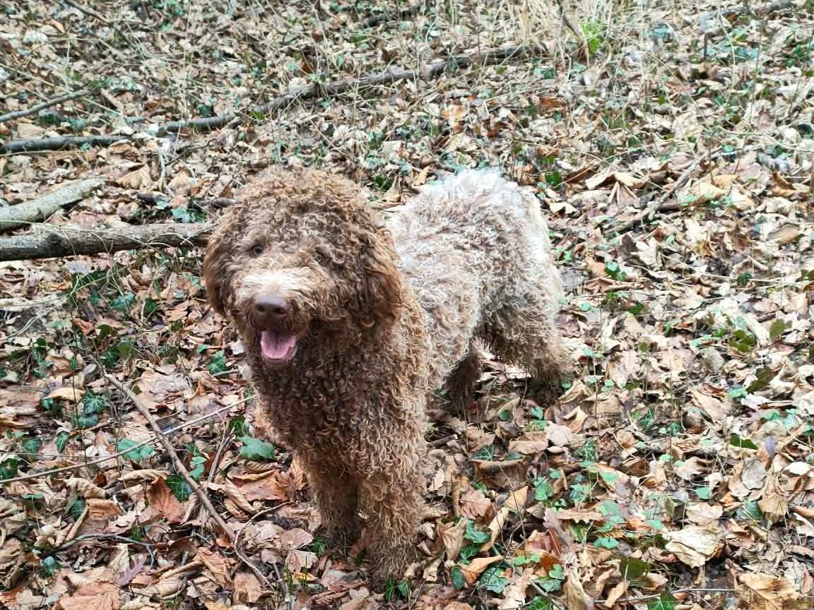Adotta un cane, maschio, 2 anni e 9 mesi, Bologna