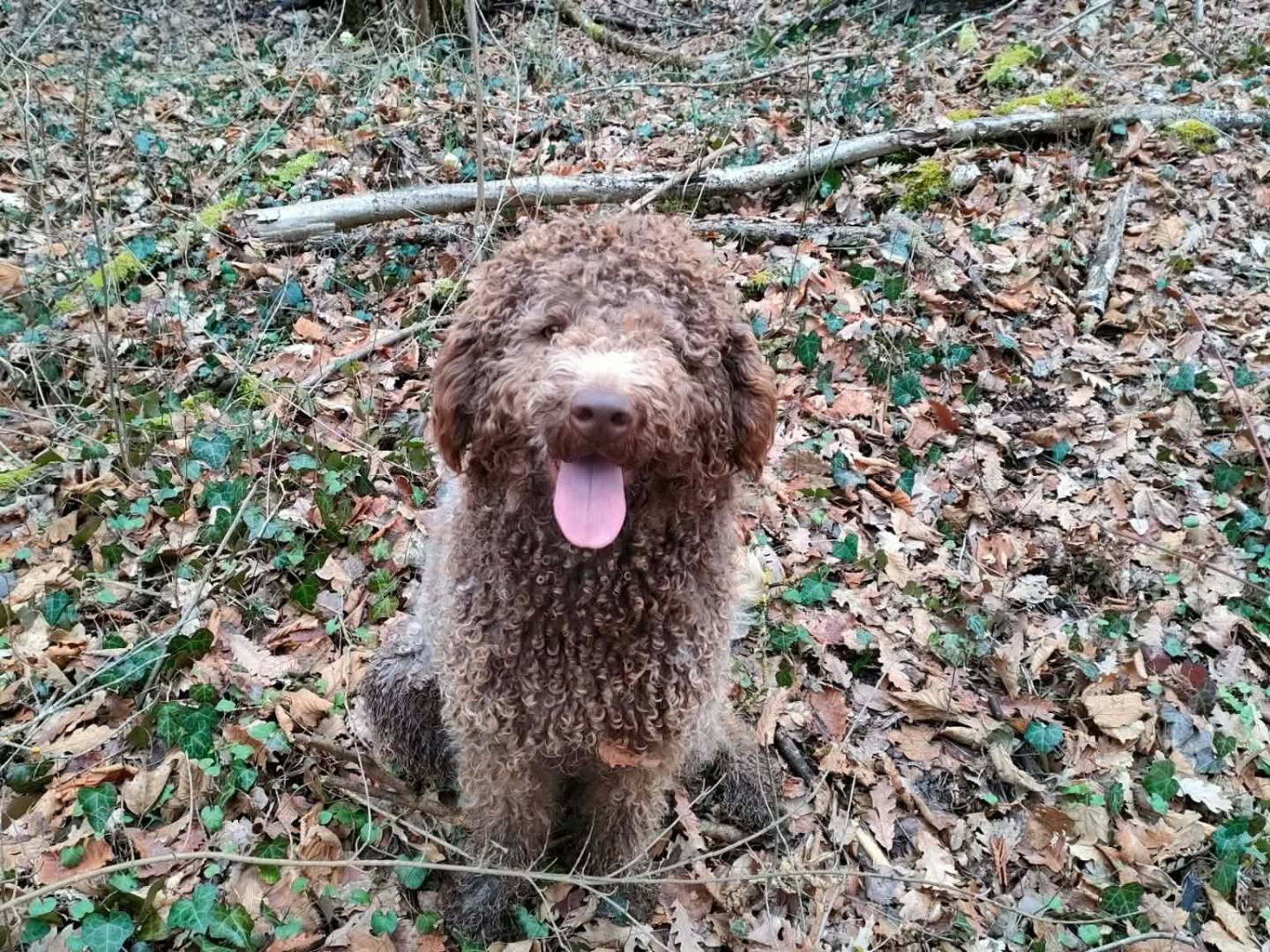 Adotta un cane, taglia media, maschio, Bologna