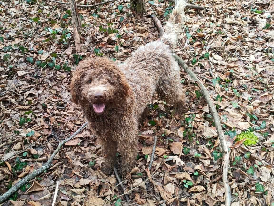 Vuoi adottare un cane a Bologna?