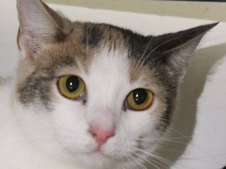 Adozione gatto, femmina, Razza sconosciuta Razza sconosciuta, 2 anni e 4 mesi, taglia non valida, Milano