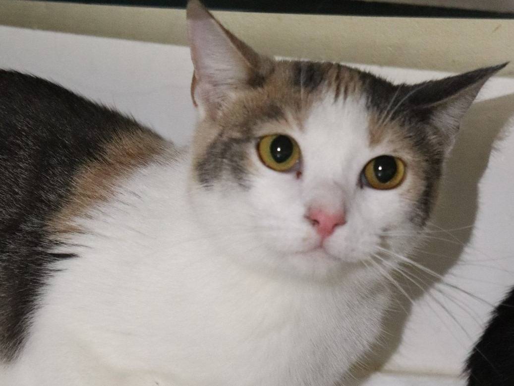 Adotta un gatto, femmina, 2 anni e 4 mesi, Milano