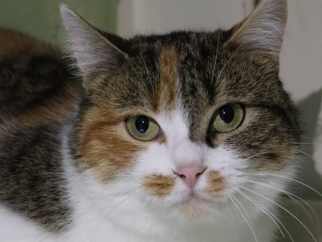Adozione gatto, femmina, Razza sconosciuta Razza sconosciuta, 2 anni e 9 mesi, taglia non valida, Torino
