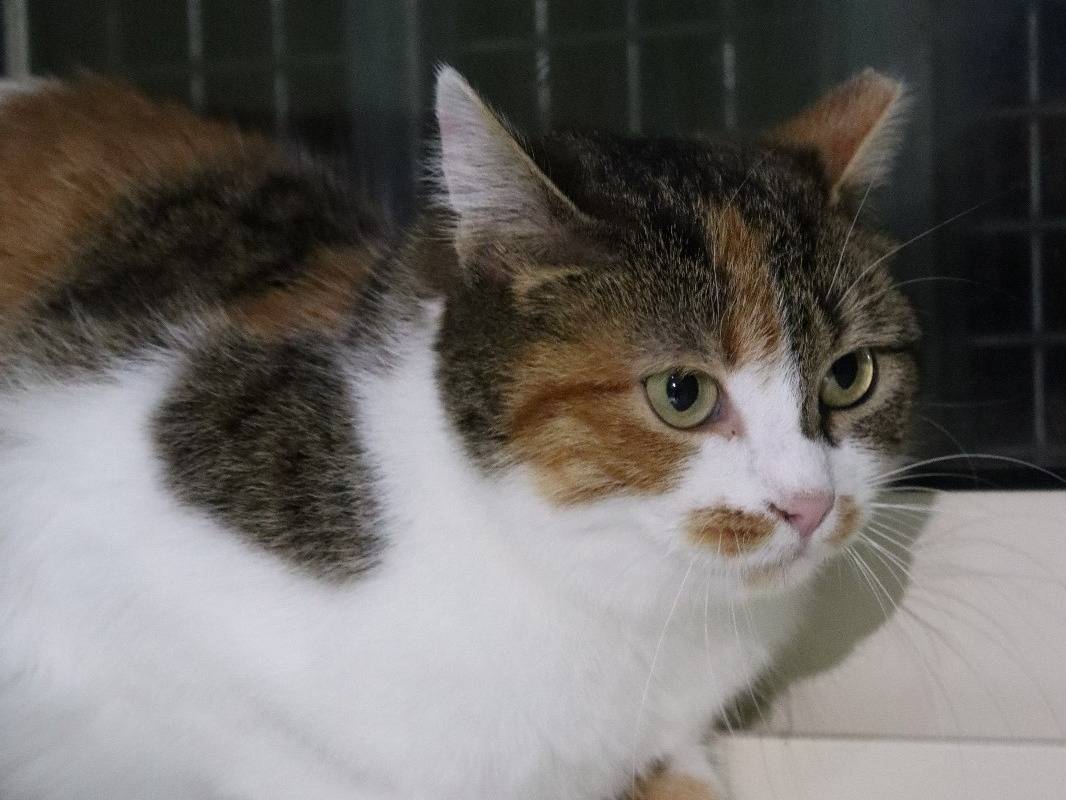 Adotta un gatto, taglia non valida, femmina, Torino