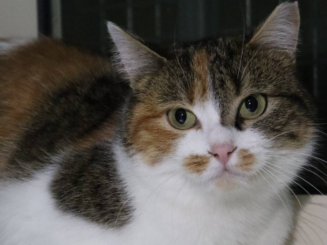 Vuoi adottare un gatto a Torino?