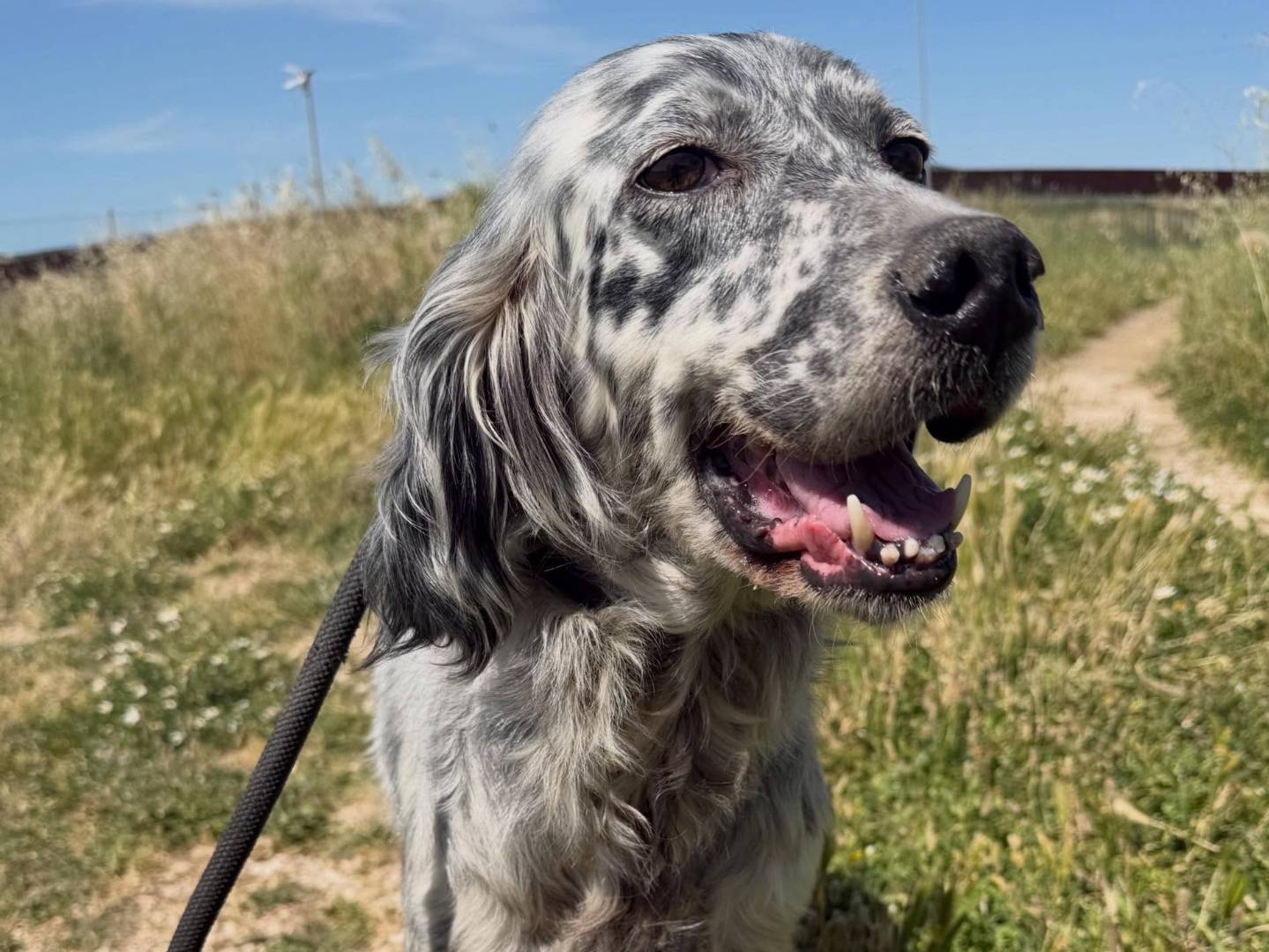 Adozione cane, femmina, Setter Inglese Razza sconosciuta, 9 anni e 9 mesi, taglia media, Matera