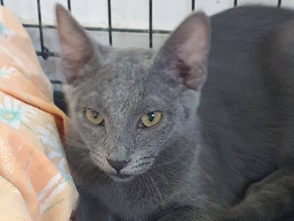 Adozione gatto, femmina, Razza sconosciuta Razza sconosciuta, 6 mesi, taglia non valida, Brescia