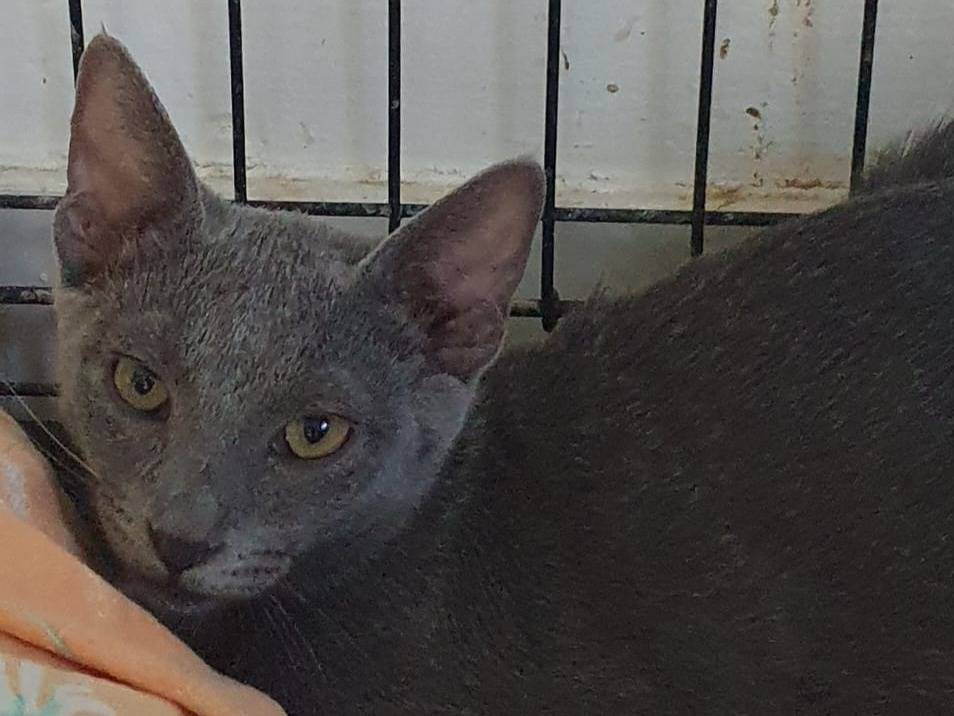 Adotta un gatto, femmina, 6 mesi, Brescia