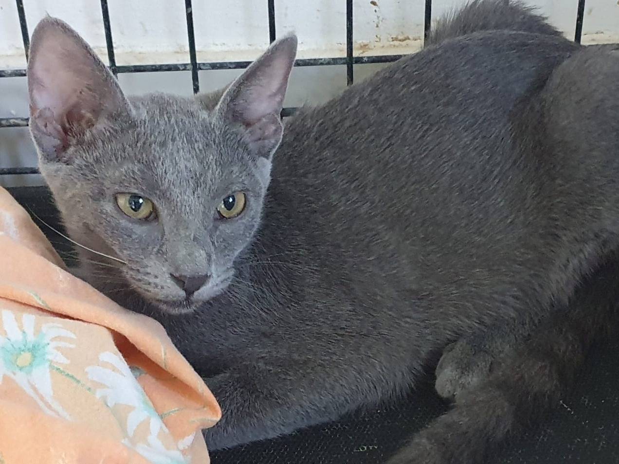 Adotta un gatto, taglia non valida, femmina, Brescia
