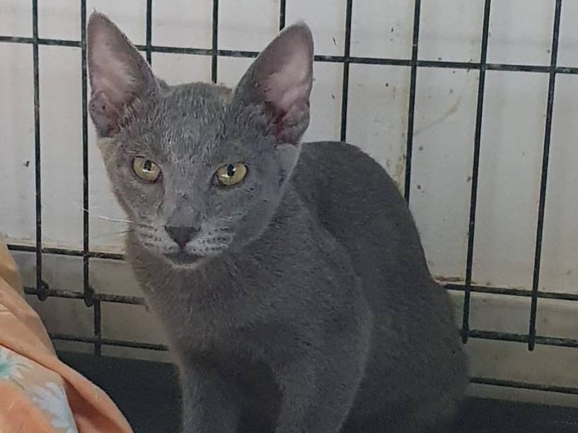 Vuoi adottare un gatto a Brescia?