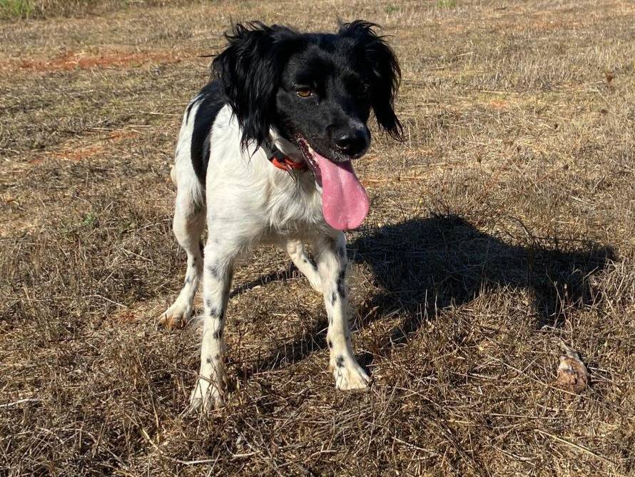 Vuoi adottare un cane a Lecce?