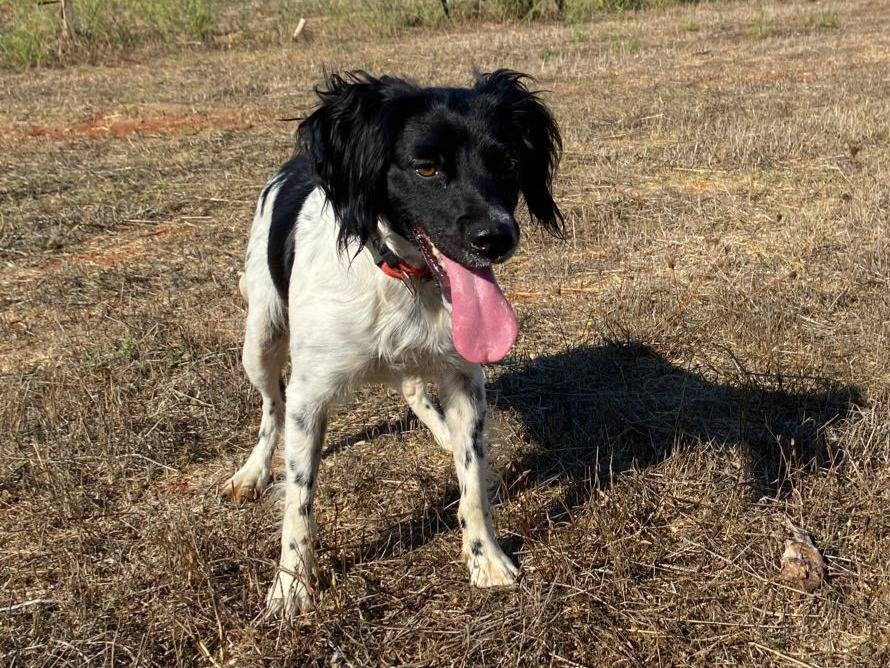 Adozione cane, femmina, Breton Razza sconosciuta, 3 anni e 3 mesi, taglia media contenuta, Lecce