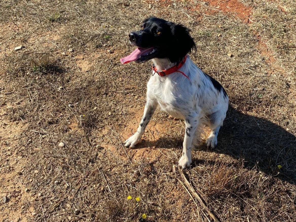 Adotta il cane Cloe Breton femmina a Lecce