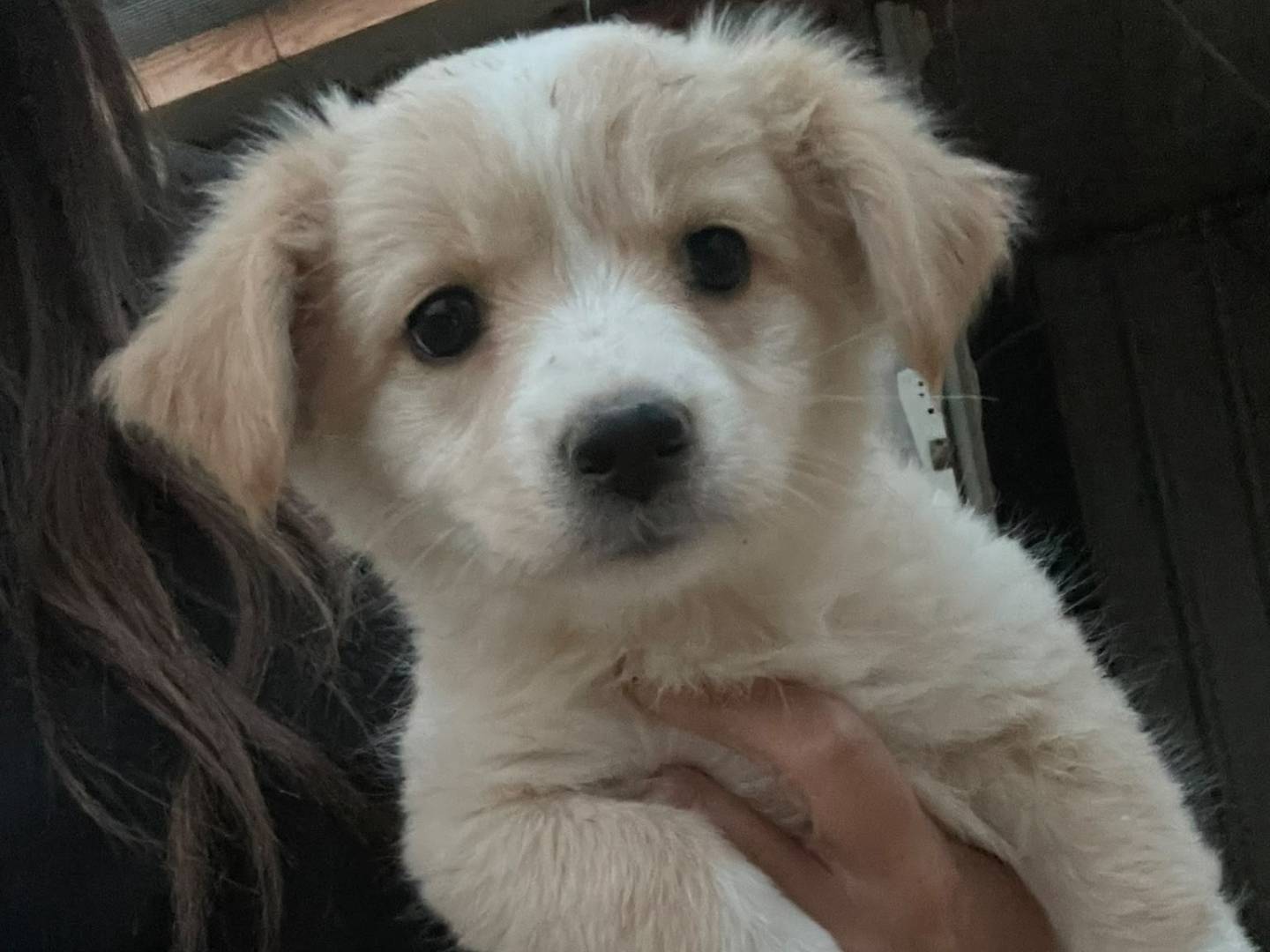 Adotta un cane, femmina, 3 mesi, Frosinone