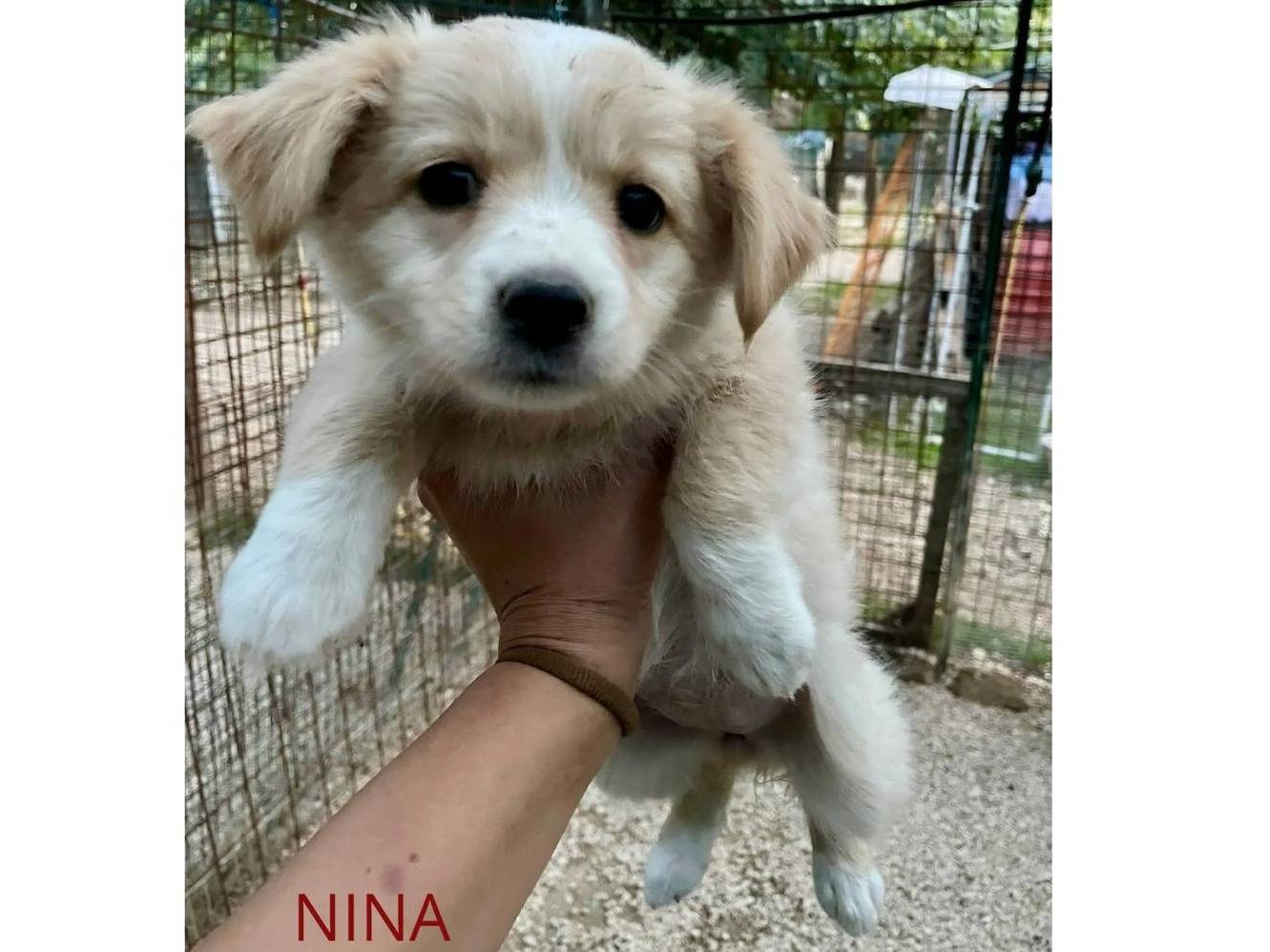 Adozione cane, femmina, Razza sconosciuta Razza sconosciuta, 3 mesi, taglia media contenuta, Frosinone