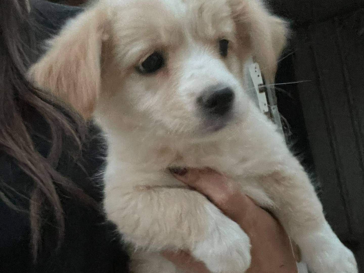 Adotta un cane, taglia media contenuta, femmina, Frosinone