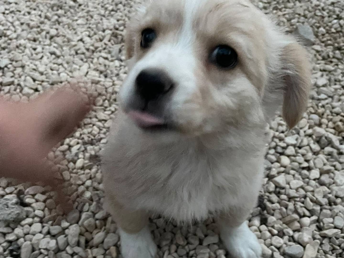 Vuoi adottare un cane a Frosinone?