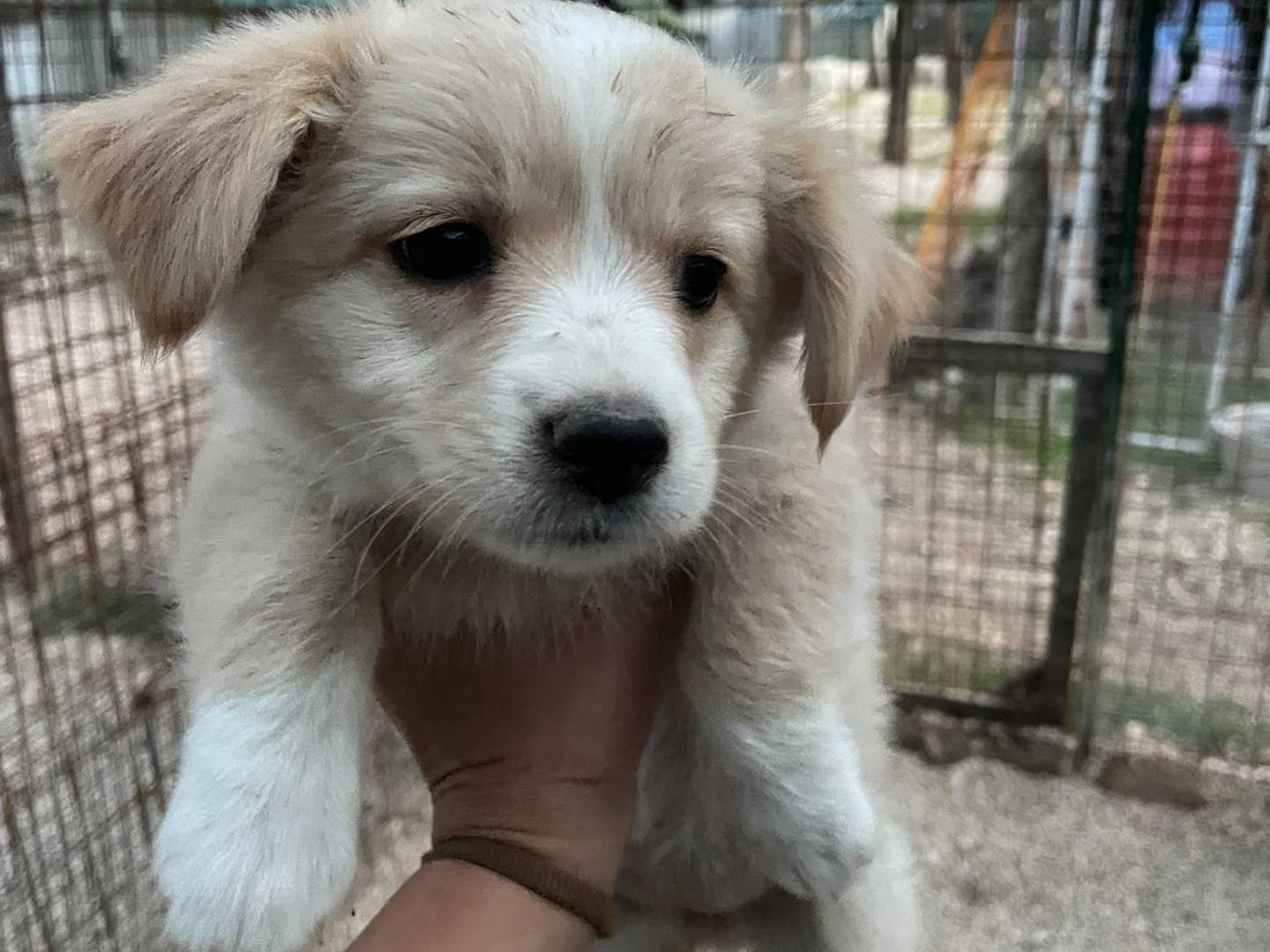 Adotta il cane NINA a Frosinone
