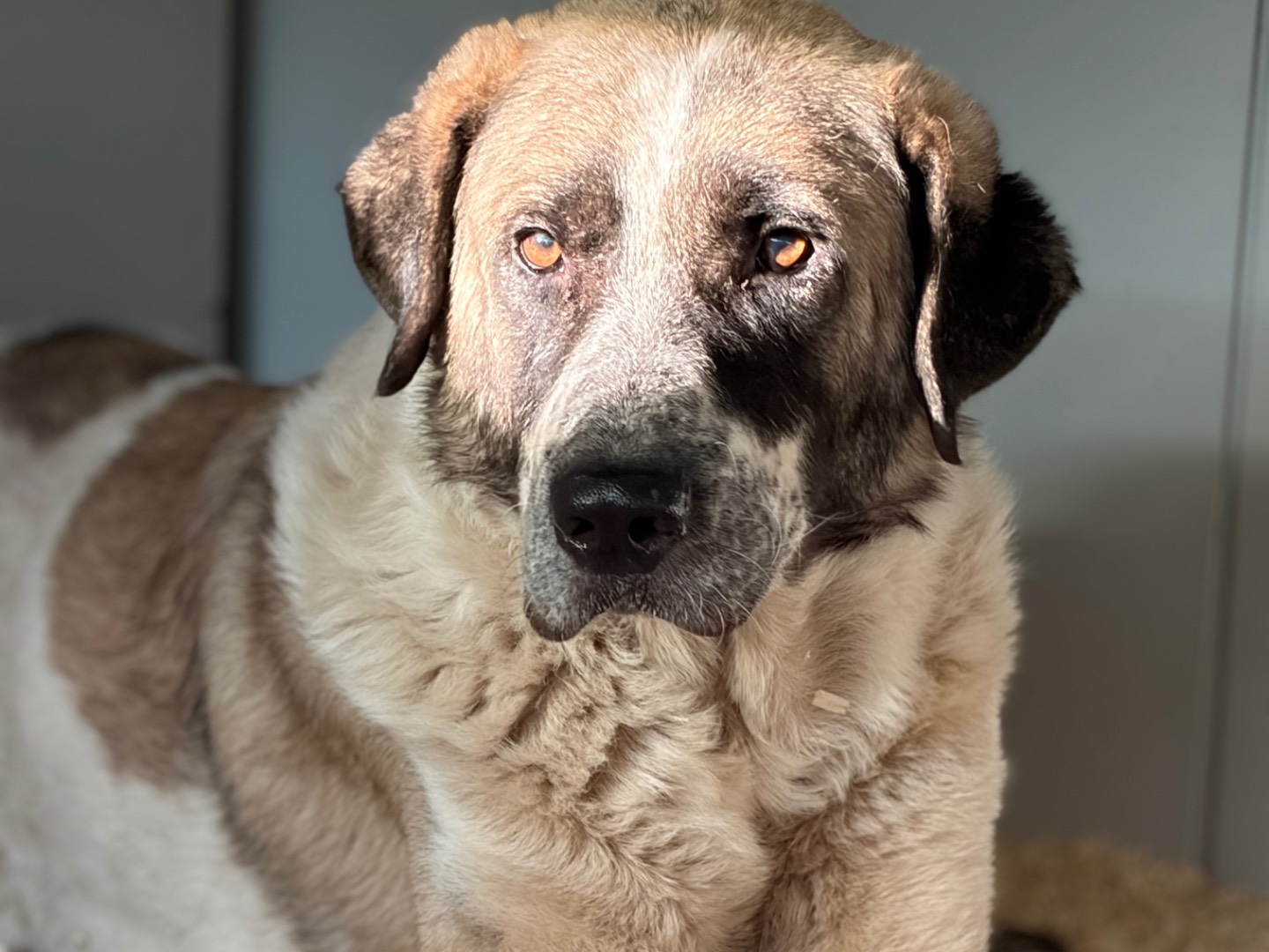 Adozione cane, maschio, Razza sconosciuta Razza sconosciuta, 6 anni e 4 mesi, taglia gigante, Milano